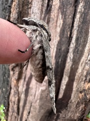 Psilogramma casuarinae