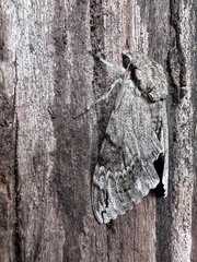 Psilogramma casuarinae