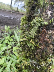 Specklinia corniculata