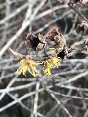 Hamamelis