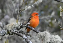 Piranga bidentata