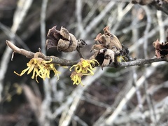 Hamamelis