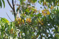 Psittacanthus cucullaris