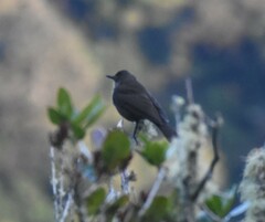Turdus plebejus