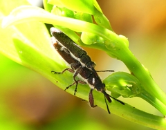 Rhinotia filiformis