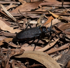 Acanthinodera cumingii