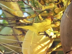 Setophaga petechia bryanti
