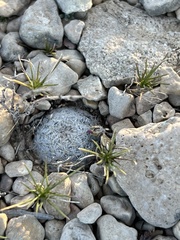 Mammillaria lasiacantha