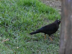 Turdus nigrescens