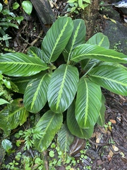 Marantaceae