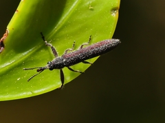 Rhinotia filiformis