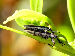 Rhinotia filiformis