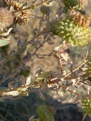 Oecanthus argentinus