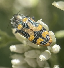 Castiarina flavopicta