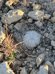Mammillaria lasiacantha