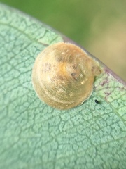 Creiis lituratus