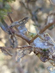 Oecanthus argentinus