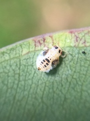 Creiis lituratus