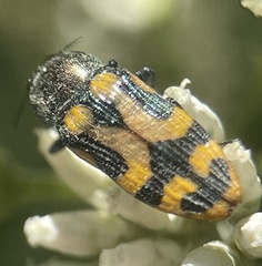 Castiarina flavopicta