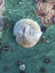 Creiis lituratus