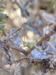 Oecanthus argentinus