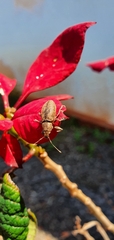 Pantomorus cervinus