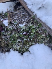 Veronica regina-nivalis