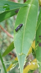 Hylaeus
