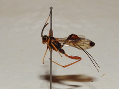 Spilopteron vicinum