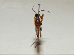 Spilopteron vicinum
