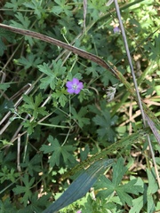 Geranium homeanum