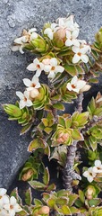 Pimelea oreophila