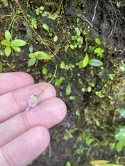 Utricularia jamesoniana