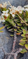 Pimelea oreophila