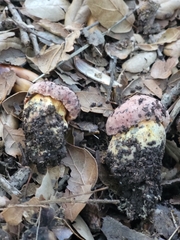 Suillellus amygdalinus