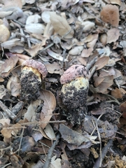 Suillellus amygdalinus