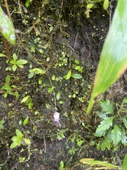 Utricularia jamesoniana