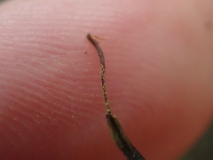 Notogrammitis givenii