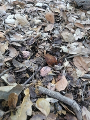 Suillellus amygdalinus