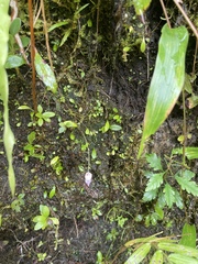 Utricularia jamesoniana