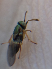 Psyllaephagus bliteus