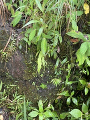 Utricularia jamesoniana