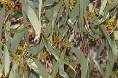 Eucalyptus socialis