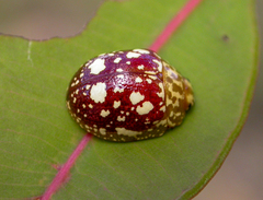 Paropsis maculata