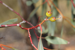 Eucalyptus socialis