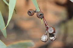 Eucalyptus socialis