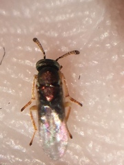 Psyllaephagus bliteus