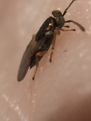 Psyllaephagus bliteus