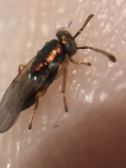 Psyllaephagus bliteus