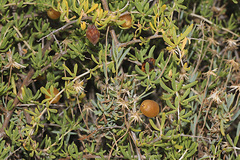 Nitraria billardierei